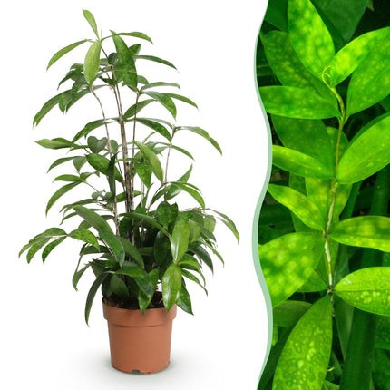 Dracaena surculosa - Drago - ↕60-70cm - Ø17cm