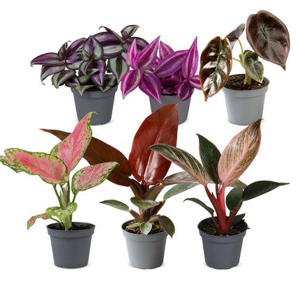 Baby Planten Paradise Mix - Diversen 6x - Tropisch - Ø6cm - ↕10-15cm