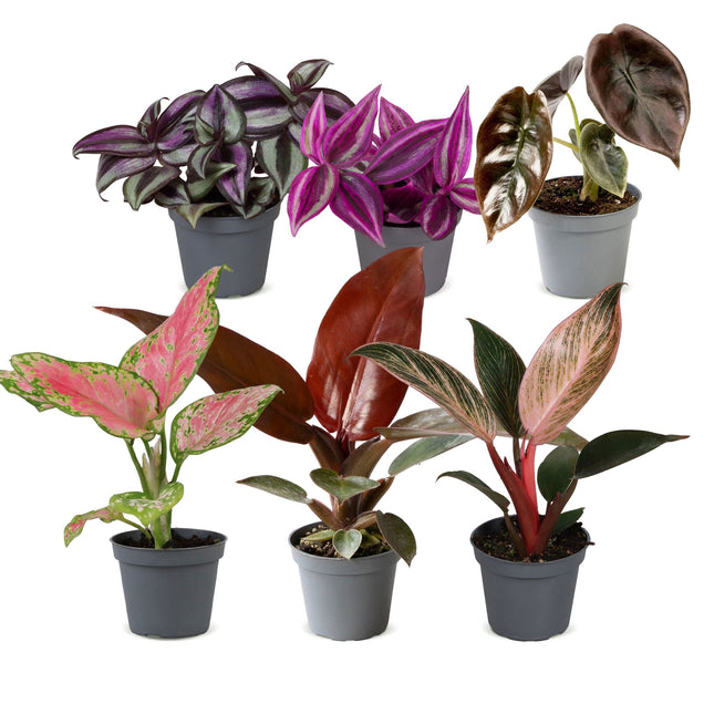 Babyplant Paradise Mix - Diverse 6x - Tropisk - Ø6cm - ↕10-15cm