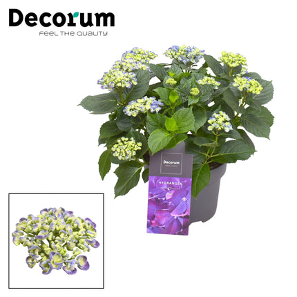 Hortensia - Hydrangea Curly Wurly Blauw 9-15 Bloemen - ↕50cm - Ø23cm