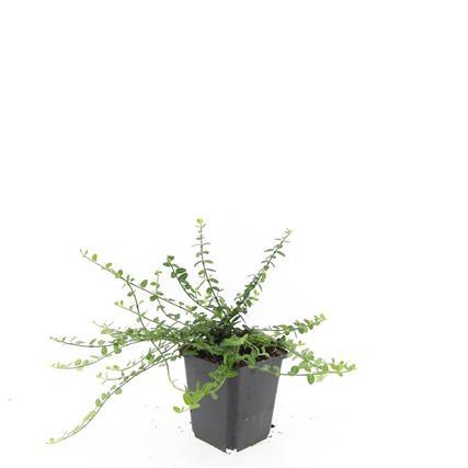 Euonymus fort. 'Minimus' - ↕10-25cm - Ø9cm - 24x