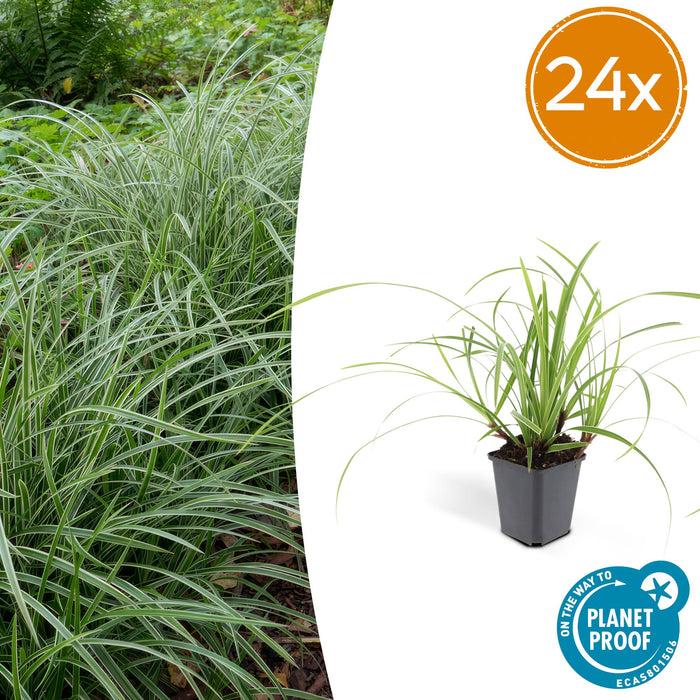 Carex morrowii 'Ice Dance' - ↕10-25cm - Ø9cm - 24x