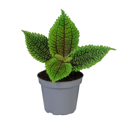 Pilea Moon Valley - Maandalvallei-pilea - Groen - Tropisch - Ø6cm - ↕12cm
