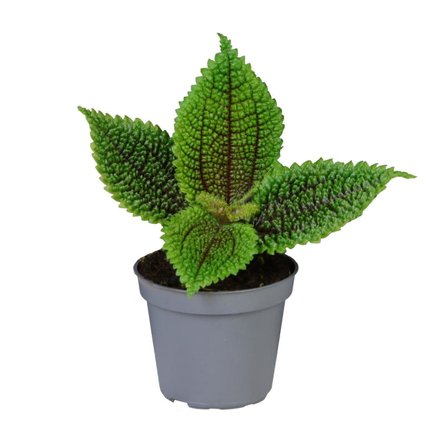 Pilea Moon Valley - Månskenspilea - Grön - Tropisk - Ø6cm - ↕12cm