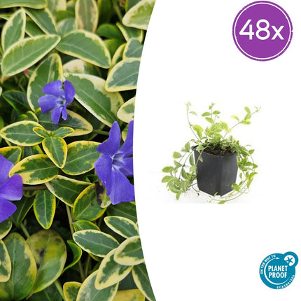 Vinca minor 'Aureovariegata' - Kleine Maagdenpalm - ↕10-25cm - Ø9cm - 48x