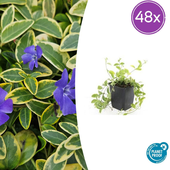 Vinca minor 'Aureovariegata' - Petite pervenche - ↕10-25cm - Ø9cm - 48x