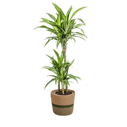 Dracaena Deremensis White Stripe mit Korb - ↕90-110cm - Ø21cm