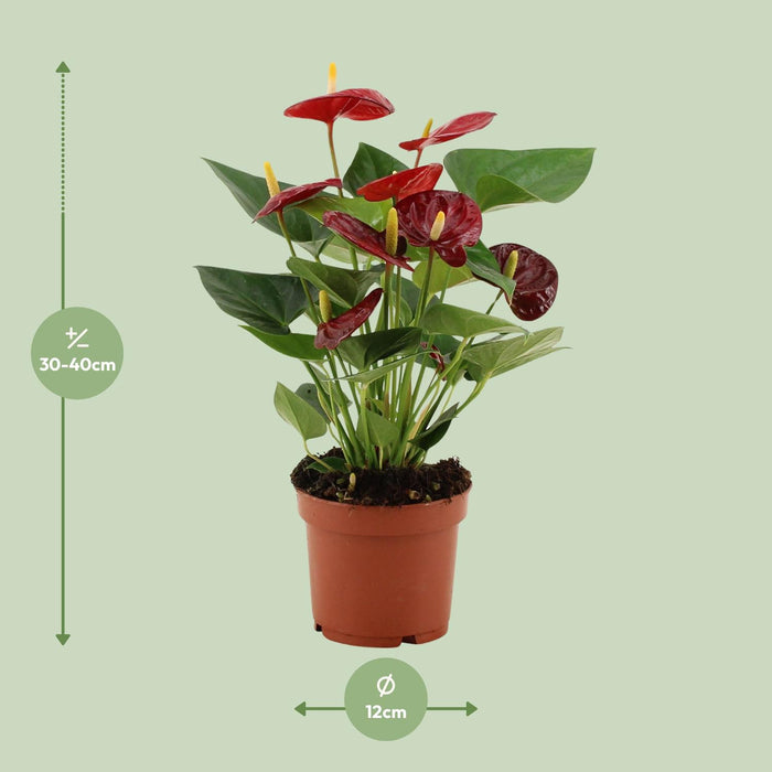 Anthurium Calon - ↕36cm - Ø12cm