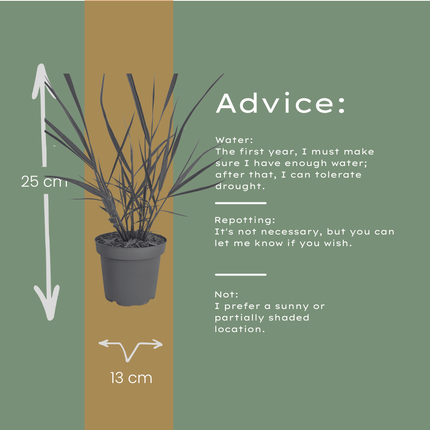 Panicum virgatum ‘Rotstrahlbusch’ – Vingergras - Ø12cm - 3x