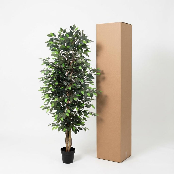 Kunstplant Ficus Benjamina - ↕180cm