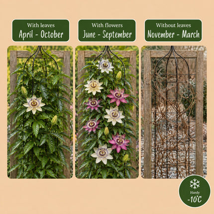 Passiflora Regenboog - Passiflora Rainbow 12x - Wit - Paars - Roze - Paars - Klimplant - Ø9cm - ↕35cm