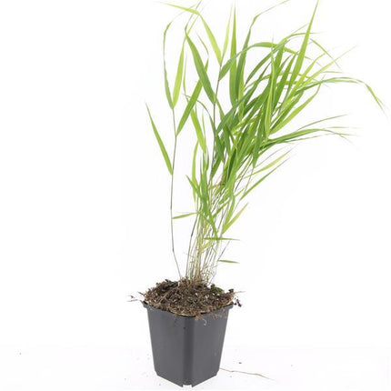 Hakonechloa Macra - Japansk bjerggræs - ↕10-25cm - Ø9cm - 24x
