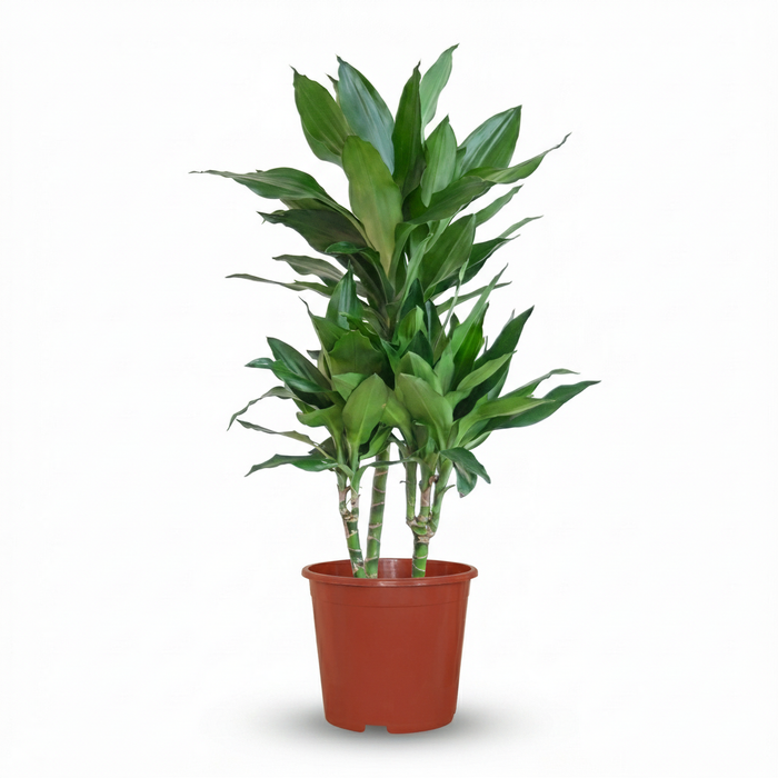 Dracaena Janet Craig - Drakenbloedboom - ↕90-100cm - Ø21cm
