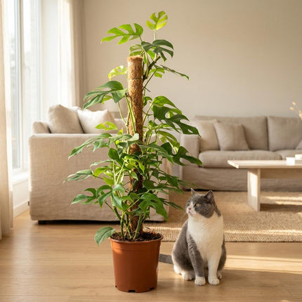 Monstera Minima Moss Pole - Swiss Cheese Plant - with white pot - ↕90cm - Ø19cm