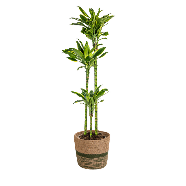 Dracaena Fragrans Golden Coast met mand - ↕130-150cm - Ø24cm