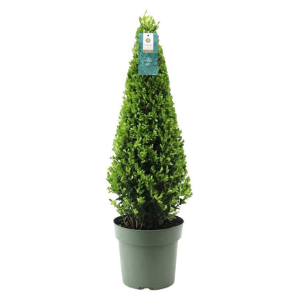 Ilex pyramid - ↕55cm - Ø21cm - 1x