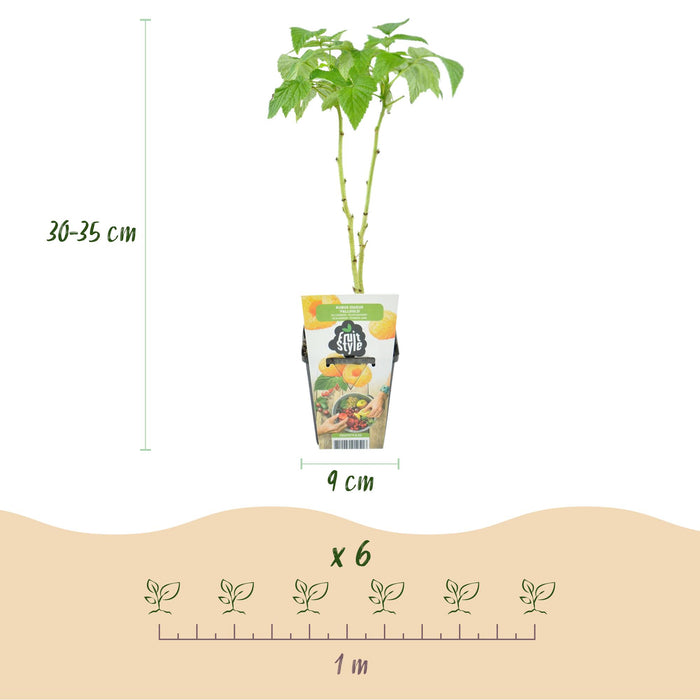 Framboos - Rubus idaeus Fallgold - Winterhard - 6 Planten - Pot 9 cm - Gele Framboos