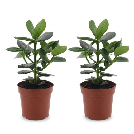 Clusia Princess - ↕40cm - Ø12cm - 2x