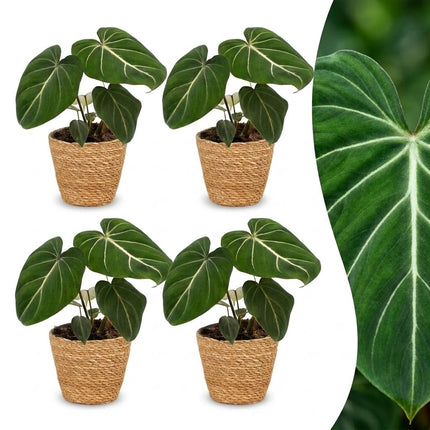 Philodendron Gloriosum - Glorie Philodendron - met Mand -↕25cm - Ø12cm - 4x
