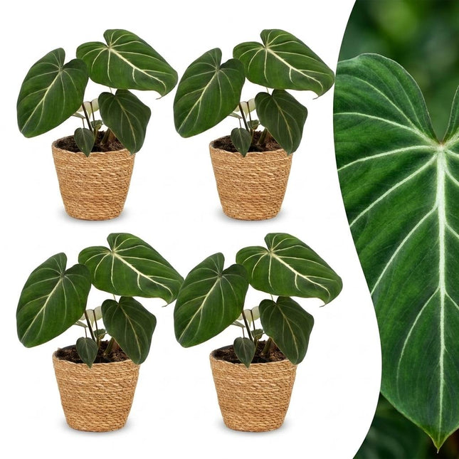 Philodendron Gloriosum - Glorie Philodendron - z koszem -↕25cm - Ø12cm - 4x
