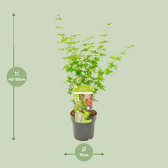 Acer Palmatum Going Green - Japanse Esdoorn - ↕50cm - Ø19cm
