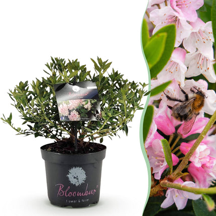 Dwerg Rhododendron - Rhododendron Bloombux Light Pink - Bloeiende Buxus - Licht Roze Bloem - ↕45-55cm - Ø23cm