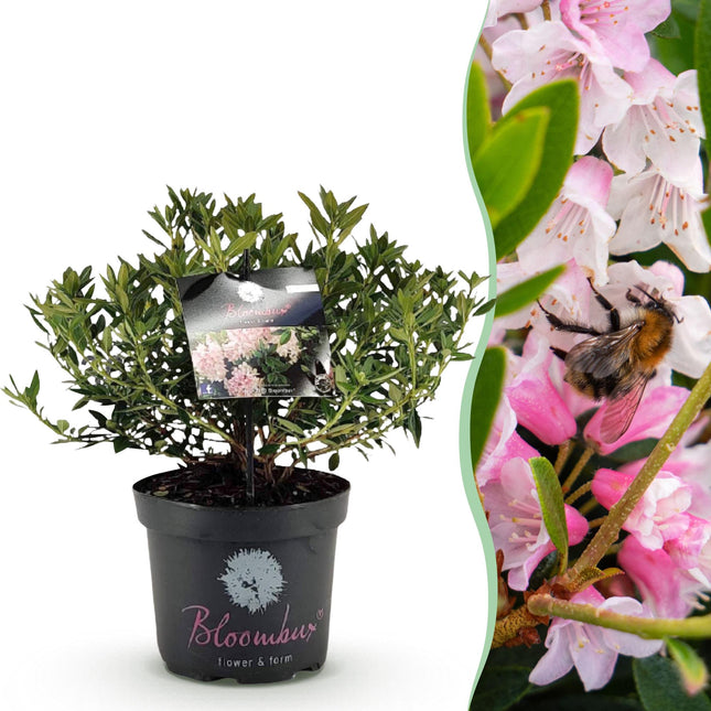 Dwerg Rhododendron - Rhododendron Bloombux Light Pink - Bloeiende Buxus - Licht Roze Bloem - ↕45-55cm - Ø23cm