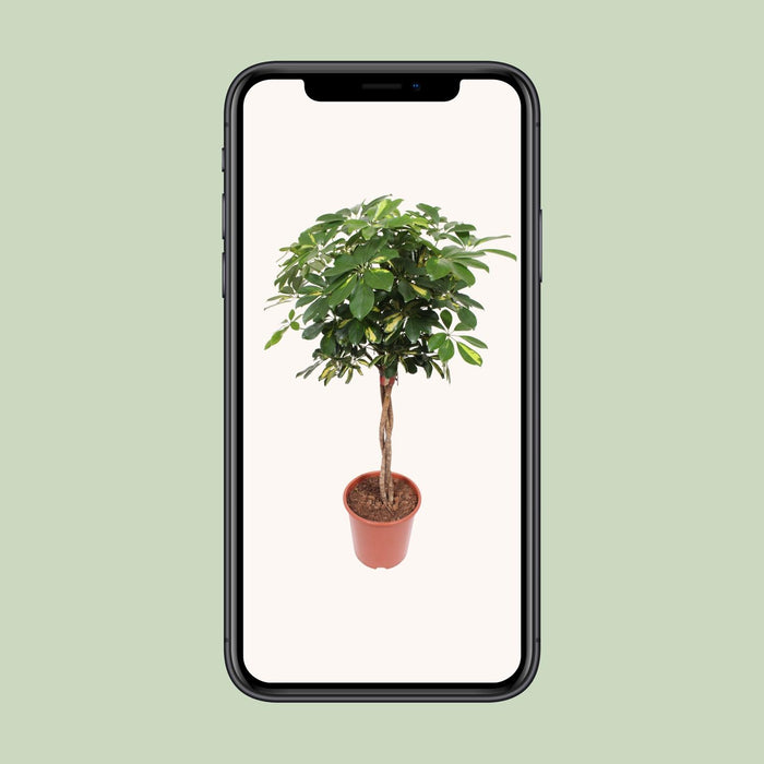 Schefflera Gold Capella - ↕120cm - Ø27cm