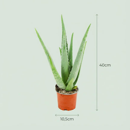Aloes Vera - ↕35-40cm - Ø10,5cm - 4x