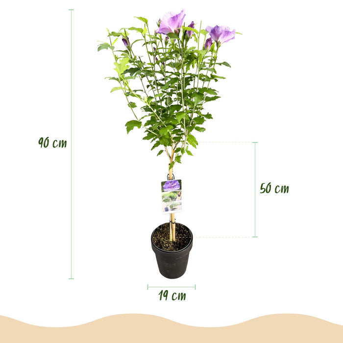 Tuinplant -Hibiscus syriacus Lavendor Chiffon®  - Plant op stam - Terras Plant - Bladverliezend - Weinig Onderhoud - Pot 19cm Hoogte 90cm