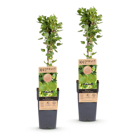 Ribes uva-crispa Hinnonmäki Grün - Kruisbes - Winterhard - Groene Bes - 2 Planten - Pot 15cm - Hoogte 50cm