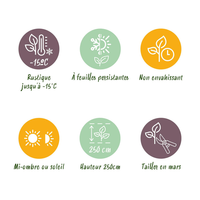 Bamboe - Fargesia Red Dragon - Bladhoudend - Niet Woekerend - Groen - 18 Planten - Pot 14cm - Hoogte 35cm