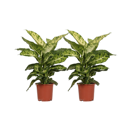 Dieffenbachia Mars - ↕50cm - Ø17cm - 2x