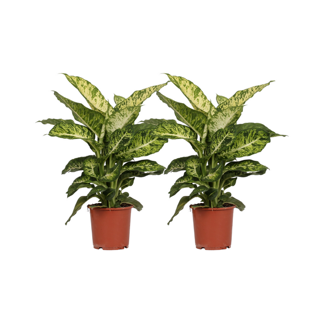 Dieffenbachia Mars - ↕50cm - Ø17cm - 2x
