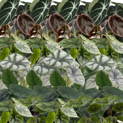 Baby Alocasia Familie 6x - Rood - Groen - Zwart - Zilver - Grijs - Tropisch - incl. Copper Reef - Ø6cm - ↕12cm