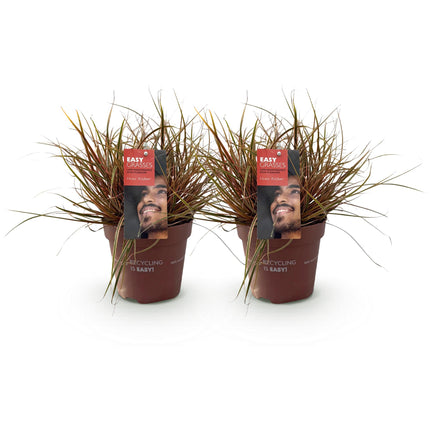 Uncinia Rubra Everflame – Rote Segge – 2x – ↕50cm – Ø17cm
