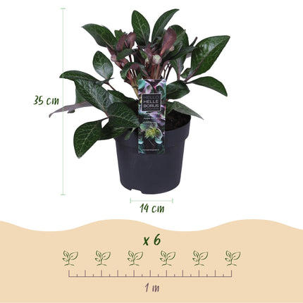 Lenteroos - Helleborus lividus Purple Marble - Paarse Bloem - ↕35cm - Ø14cm