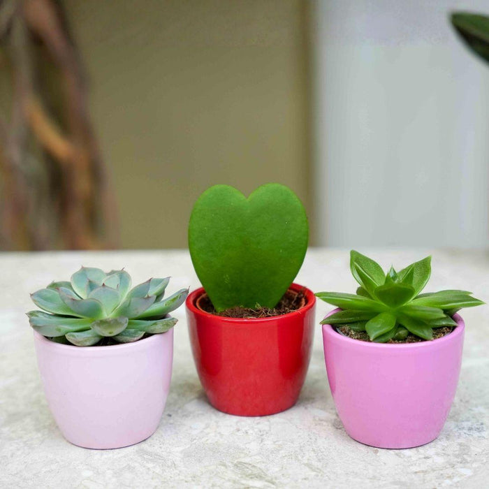 Plant set van 3 met mini pot - Love - Vetplanten - roze/rood - Ø6cm