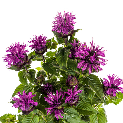 Monarda Didyma Viola Ø19cm - ↕45 - 60cm