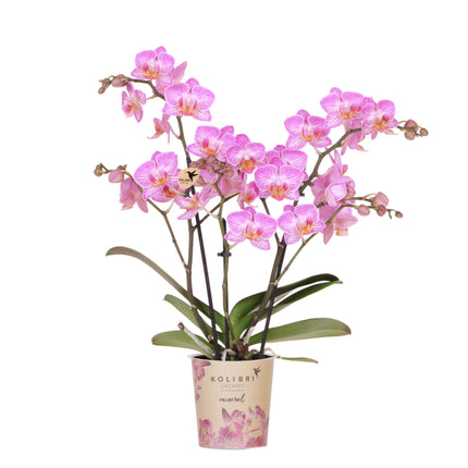 Lyserød Phalaenopsis orkidé pottestørrelse Ø9cm - Schweiz