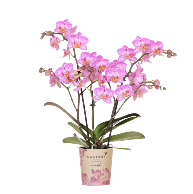 Orchidée phalaenopsis rose en pot, diamètre 9 cm - Suisse