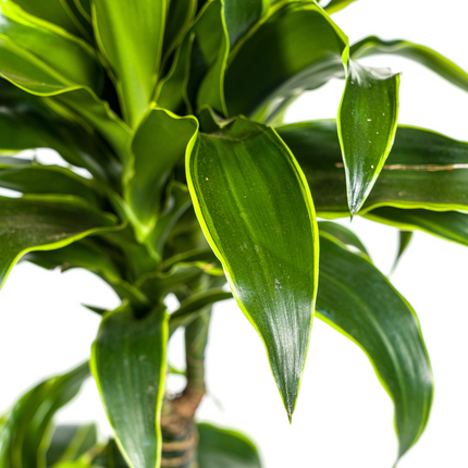 Dracaena Deremensis Dorado mit Korb Ø21cm - ↕100 - 120cm