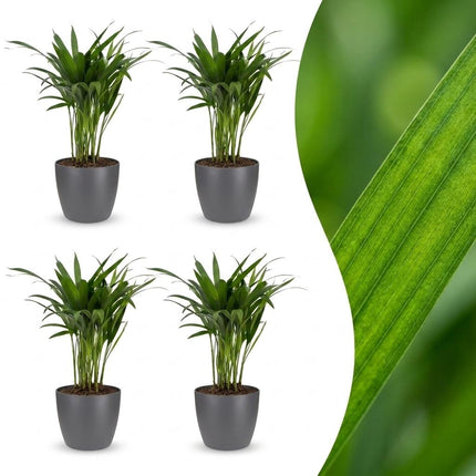Areca Lutescens - Goudpalm - 4x - met Potter Grijs - Pot 12cm - Hoogte - 45cm
