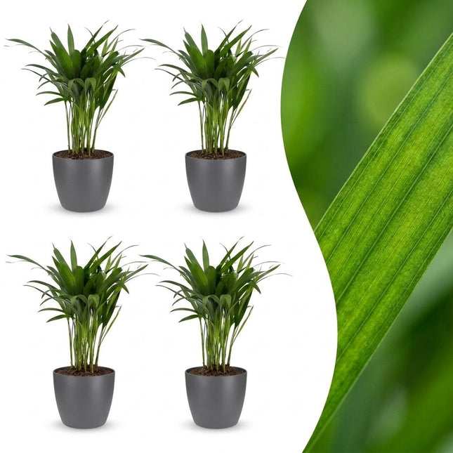 Areca Lutescens - Palma Dorada - 4 unidades - con maceta de cerámica gris - Maceta de 12 cm - Altura: 45 cm