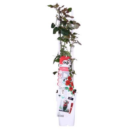 Rosa Crazy in love 'Red' - Red Rose - ↕65cm - Ø15cm