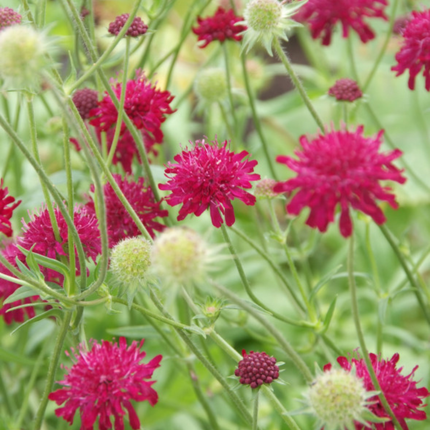 Knautia macedonica - Engkrone - ↕10-25cm - Ø9cm