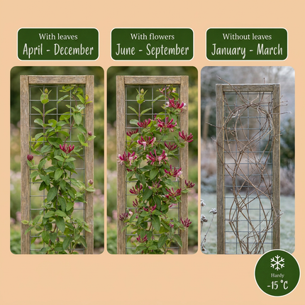 Lonicera henryi - Henrys kamperfoelie 4x - Geel - Rood - Klimplant - Ø9cm - ↕35cm