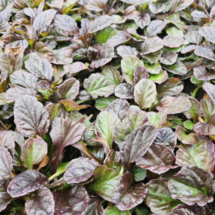 Ajuga reptans - Ajuga reptante - ↕10-25cm - Ø9cm - 48x