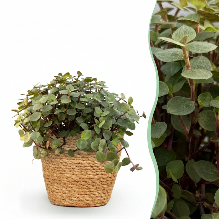 Callisia repens - Turtle Plant - with Basket - ↕15-20cm - Ø12cm