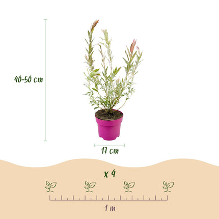 Salix Flamingo - Flamingo Wilg struik - Ø17cm - ↕40-50cm - 2x